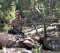 Van Hale's Trophy Outfitters